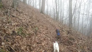 Stecoah Gap to Brown Fork Gap Shelter.  Monday, March 16 2020