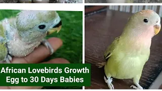 African Lovebird Growth Stages l Egg to 45 days Baby Bird l 30days timelapse l African l LoveBirds l