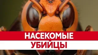 10 Самых опасных насекомых в мире//Насекомые убийцы