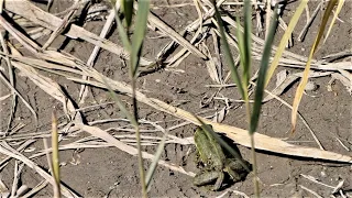 Kleiner Frosch jagt Heuschrecke / Little frog chases grasshopper