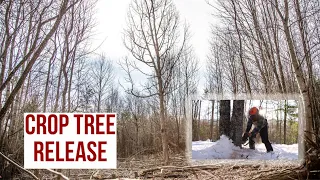Timber Stand Improvement (TSI): Crop Tree Release