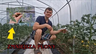 Pielęgnacja pomidora! Obrywanie dzików, Zapylanie, Ochrona przed chwastami @TuneloveLOVE