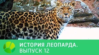 История леопарда. Выпуск 12 | Живая Планета