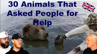 30 Animals That Asked People for Help REACTION!! | OFFICE BLOKES REACT!!