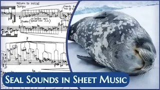 Weddell Seal: Vocalization in Sheet Music