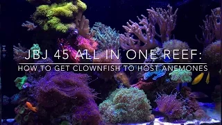 How to get Anemones to Host Clownfish