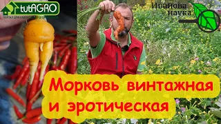 МОРКОВЬ ВИНТАЖНАЯ и с ЭРОТИЧЕСКИМ ХАРАКТЕРОМ: как правильно выбрать место для посева моркови.