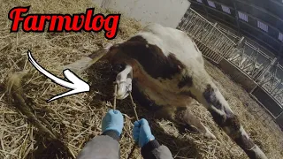 She is calving - Farmvlog