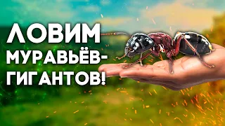 НАШЛИ МАТОК МУРАВЬЁВ-ГИГАНТОВ! В ПОИСКАХ МАТОК ОХОТА ЗА ВАГУСАМИ! Camponotus vagus  Димон и пумба