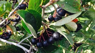 Growing Aronia Berries