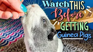 20 Things You SHOULD Know About Guinea Pigs!