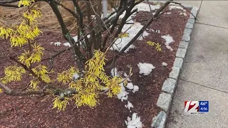 Checking on your plants ahead of spring