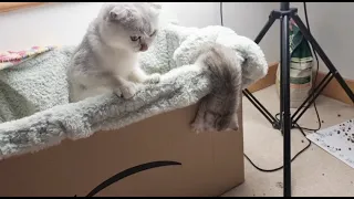 The kitten meows and asks for freedom, but the mother cat does not let go yet and worries