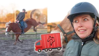 Stalgenoot gaat verhuizen en paard BOKT Iris er AF! 😨💥