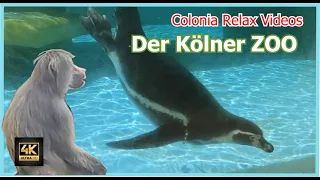 Köln / Cologne Der Kölner ZOO ♥ Rundgang in 4K ♥ Germany / Deutschland