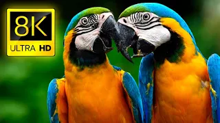 Amazing Macaw Parrots in 8K HDR - Colorful Birds & Nature Sounds - 8K TV Short Demo