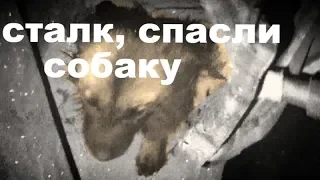 ШОК! СПАСЕНИЕ СОБАКИ НА СТАЛКЕ ИЗ ЗАПАДНИ