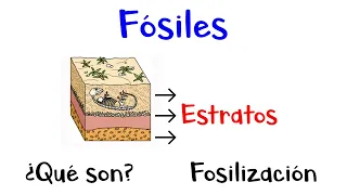 🦖 ¿Qué son los Fósiles? Proceso de Fosilización 🦕 [Fácil y Rápido]