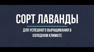 Какая лаванда отлично растет в холодном климате