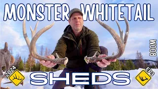 Monster Whitetail Shed Hunting and Finding! 2024 Ep.3 #ShedQuest2024  #shedhunting