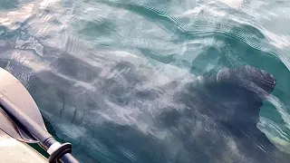 REAL LIFE JAWS UNDER MY KAYAK (GREAT WHITE SHARK)