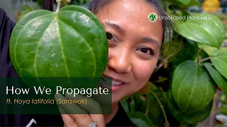 How we Propagate - ft. Hoya latifolia (Sarawak)