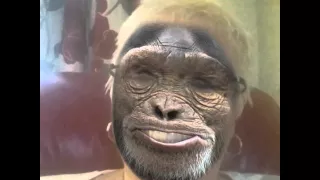 Ape sexy Thang! !!!!!