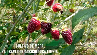 Cultivo de mora, a través de agricultura limpia - TvAgro por Juan Gonzalo Angel Restrepo