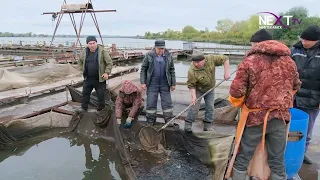 Кармановское водохранилище обогатилось белым амуром и толстолобиком.