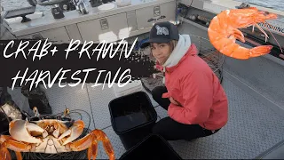 Harvesting Crabs + Prawns and Salmon Fishing with SpringRoll Sportfishing on Vancouver Island!