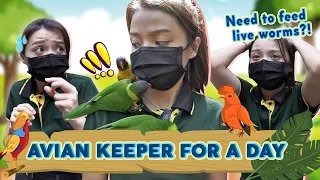 Hired Or Fired: Working At Jurong Bird Park For A Day