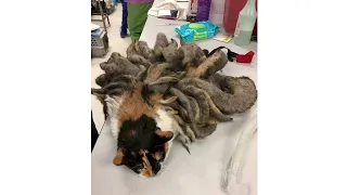 Ветеринары не знали с чего начать, когда эту кошку к ним принесли, от такого мурашки по коже