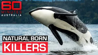 The shocking moment a killer whale attacks its trainer | 60 Minutes Australia