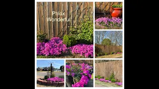 Phlox Wonderful