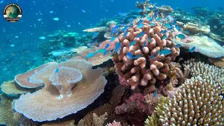 Mass Bleaching of Coral Reefs | Video Clip | CMLA |