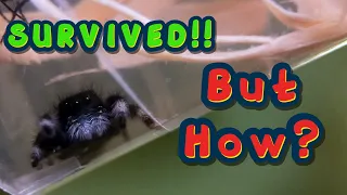 How did they SURVIVE Unboxing Jumping Spiders soroa