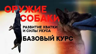 Развитие силы укуса и хватки собаки. Базовый курс. Development of the dog`s bite force.