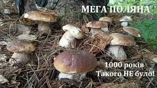 Мега ПОЛЯНА Білих Грибів - ТАКОГО НЕ БУЛО 1000 років!! НЕТРОНУТЫЕ ПЛАНТАЦИИ БЕЛЫХ ГРИБОВ. Грибы 2023