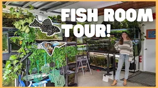 Breeding 100's of rare fish in planted tanks! FULL fish room tour!