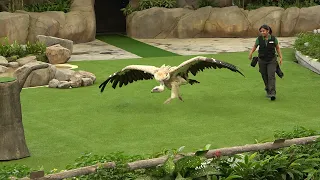 Singapore Bird Paradise Show