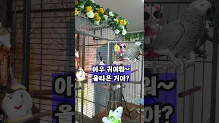 사랑해요~부러우냐? 아니~안부러워~ [연구대상 앵무새똘이]#shorts