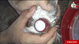 Rescue a pigeon from death because of its egg!