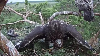 Estonian Golden Eagle~Breakfast for Kelly~7:15  am 2020/06/15