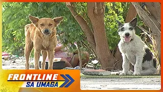 Ilang aspin na alaga ng informal settlers, sinagip ng Pasay City veterinarian | Frontline Sa Umaga