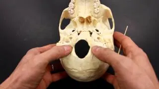 SKELETAL SYSTEM ANATOMY: Inferior aspect of the human skull