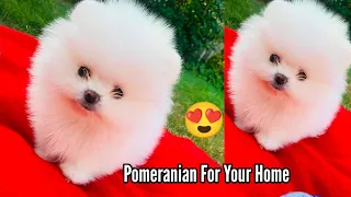 Mini Pomeranian and Cute Pomeranian For Sale 🐶 🐾Shipping  Available ✈️  @thecanisworld