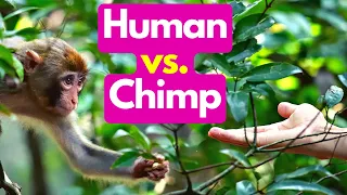 What Can Humans Learn from Chimpanzees?