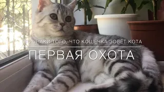 кошка просит кота! Как это происходит и что делать?