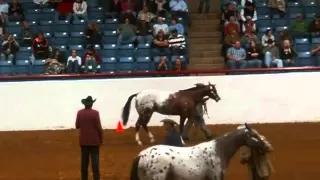 Color Class @ 2010 Appaloosa World Show.wmv