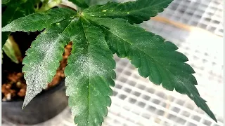 Identifying and Treating Cannabis Diseases #3:  Powdery  Mildew